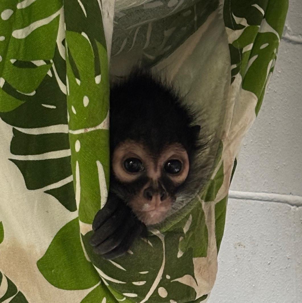 NEW! Mexican Spider Monkeys at the Charles Paddock Zoo! | City of